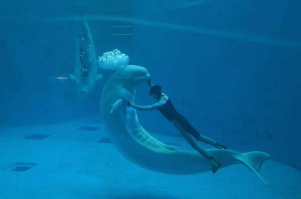 Ein Tierpfleger Tanzt Mit Einem Beluga Wal Unter Wasser Während — Stockfoto