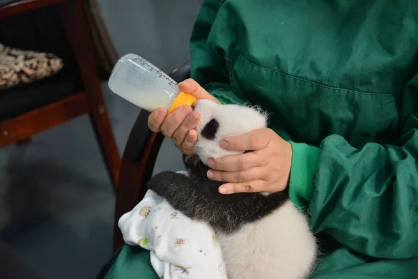 Guarda Panda Chinês Alimenta Filhote Panda Gigante Uma Base Centro — Fotografia de Stock