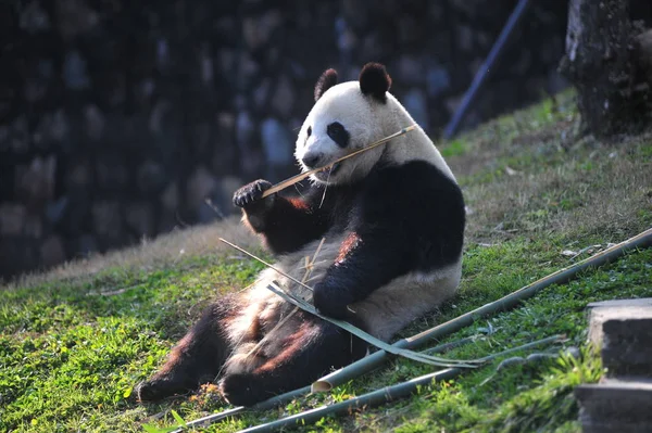 Der Nach Finnland Entsandte Große Panda Jin Bao Bao Frisst — Stockfoto