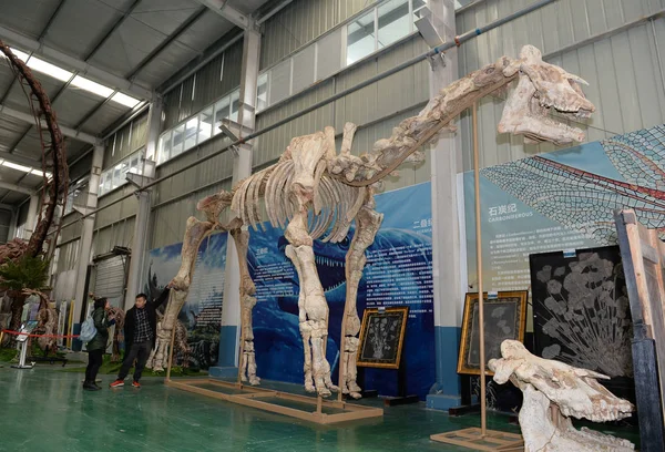 Fóssil Gigante Paraceratério Rinoceronte Sem Chifres Que Leva Três Anos — Fotografia de Stock