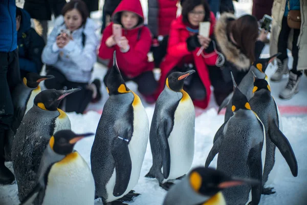 Turistas Assistem Pinguins Caminhando Por Uma Estrada Zoológico Asahiyama Hokkaido — Fotografia de Stock