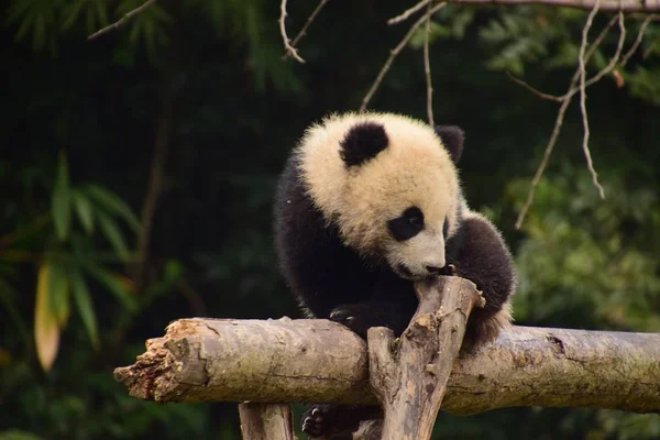 2018年2月9日 一只大熊猫幼崽在中国西南四川省大熊猫保护研究中心的一个基地 小心翼翼地爬在横梁上 — 图库照片