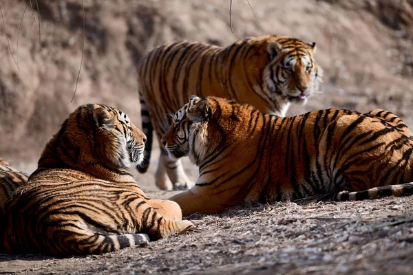 Fette Sibirische Tiger Shenyang Tigerpark Der Stadt Shenyang Provinz Liaoning — Stockfoto