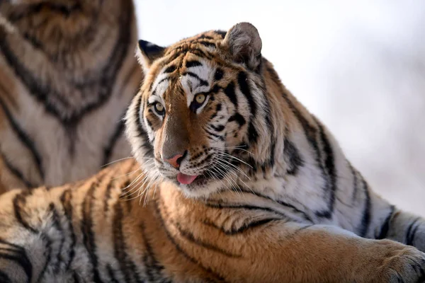 Una Tigre Siberiana Grassa Raffigurata Nel Parco Della Tigre Shenyang — Foto Stock