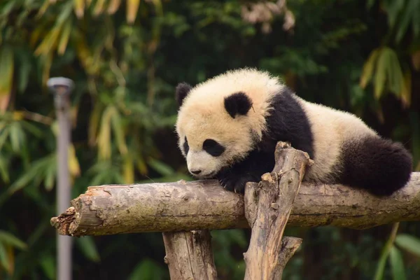 Filhote Panda Gigante Rasteja Cautelosamente Uma Viga Uma Base Centro — Fotografia de Stock