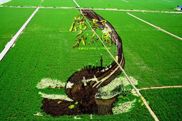 Bir Pirinç Çeltik Resmi Shenyang Şehri Kuzeydoğu Çin Liaoning Eyaleti — Stok fotoğraf