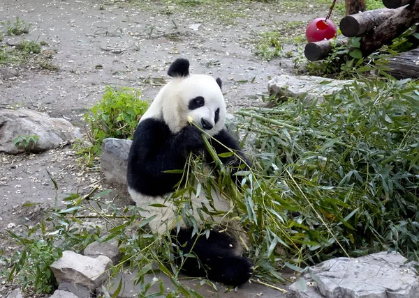 2018 日の中国北京市に北京動物園でジャイアント パンダが竹を食べる — ストック写真