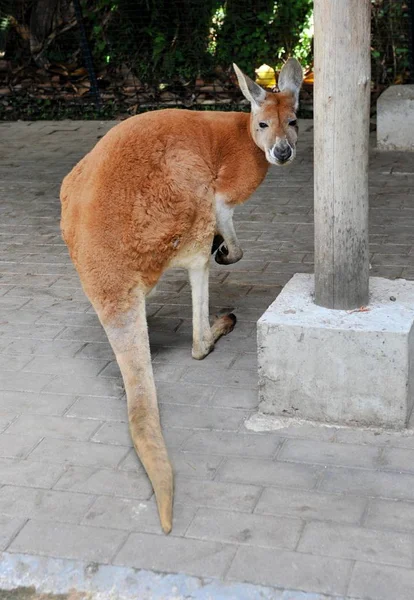 Canguru Joga Recinto Dos Cangurus Zoológico Fuzhou Cidade Fuzhou Sudeste — Fotografia de Stock