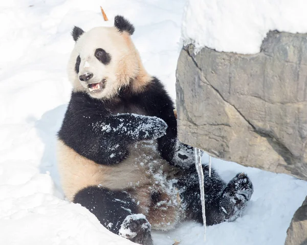 在中国东部江苏省南京市红山林动物园降雪后 一只大熊猫在被雪覆盖的地面上玩耍 — 图库照片