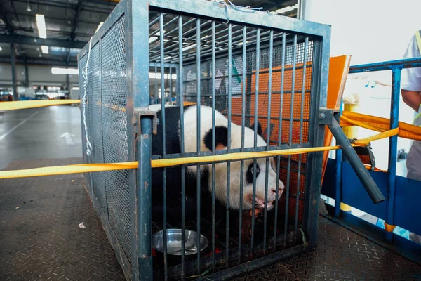 Panda Velká Čtyřky Která Údajně Zneužil Zookeeper Wuhan Zoo Vyobrazena — Stock fotografie