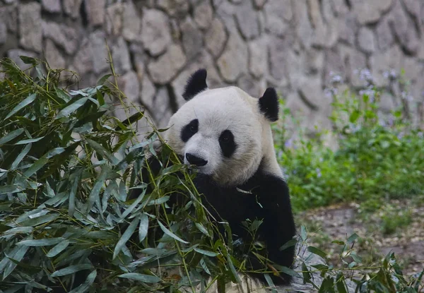 Egy Óriás Panda Eszik Bambuszok Peking Kína Peking Állatkert 2018 — Stock Fotó