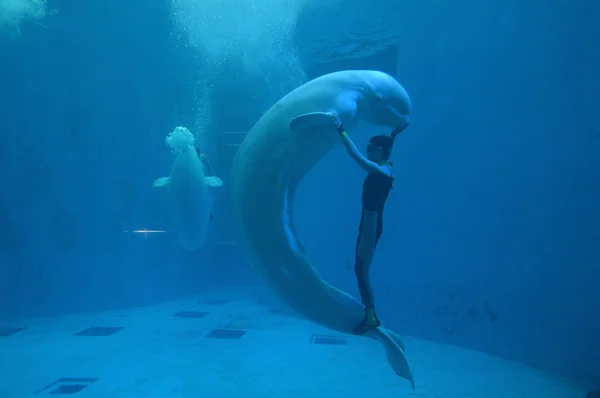 Gardien Danse Avec Béluga Sous Eau Lors Une Performance Parc — Photo