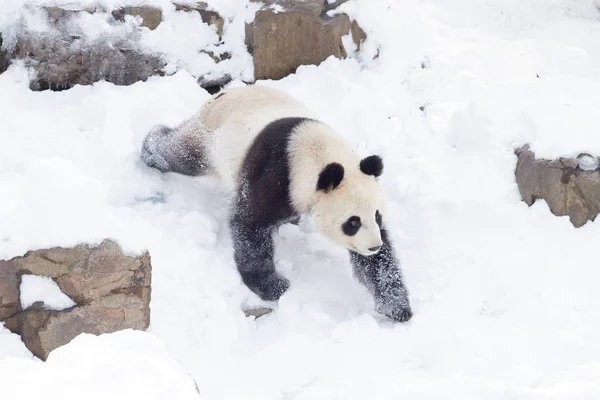在中国东部江苏省南京市红山林动物园降雪后 一只大熊猫在被雪覆盖的地面上玩耍 — 图库照片