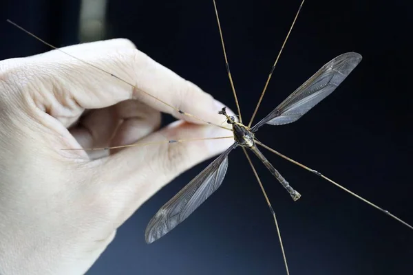 Undated Photo Chinese Entomologist Shows Giant Mosquito Wing Span Centimeters — Stock Photo, Image