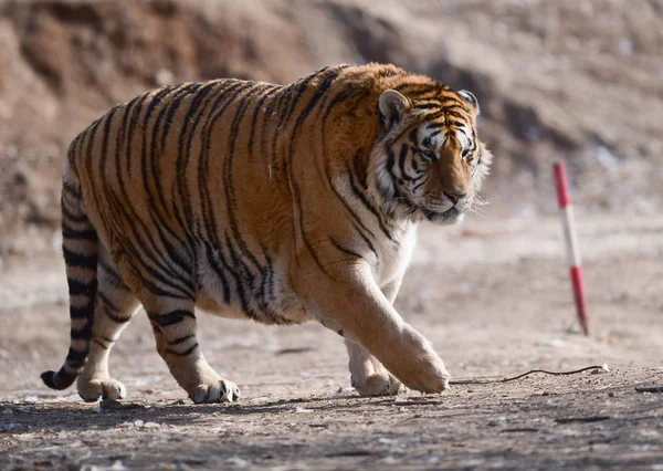 Gros Tigre Sibérien Est Photographié Dans Parc Tigre Shenyang Dans — Photo