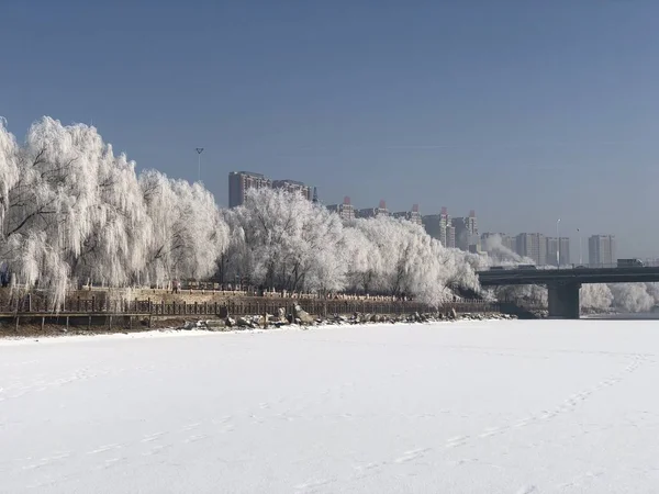 Rime Bedekte Bomen Worden Afgebeeld Langs Een Bevroren Rivier Shenyang — Stockfoto