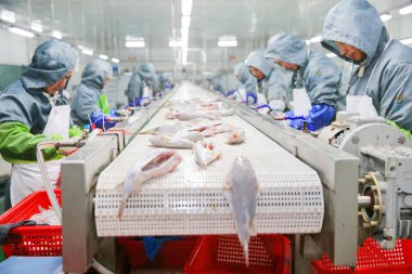 Chinese workers process globefish on the assembly in a puffer fish breeding center in Hai'an county, Nantong city, east China's Jiangsu province, 11 March 2018 clipart