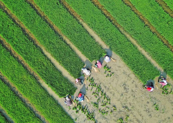 Chinesische Bauern Pflücken Und Binden Salzreissämlinge Die Mai 2018 Auf — Stockfoto