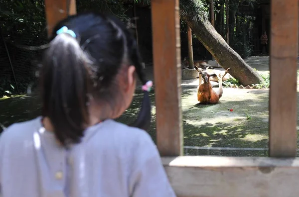 Young Girl Views Kangaroos Kangaroos Enclosure Fuzhou Zoo Fuzhou City — Stock Photo, Image