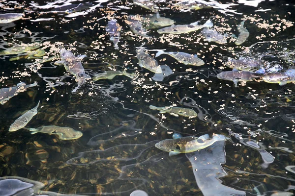 View Globefish Puffer Fish Breeding Center Hai County Nantong City — стоковое фото