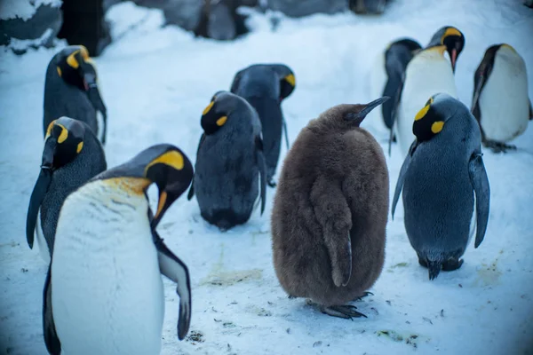 Pinguins Caminham Longo Uma Estrada Zoológico Asahiyama Hokkaido Japão Janeiro — Fotografia de Stock