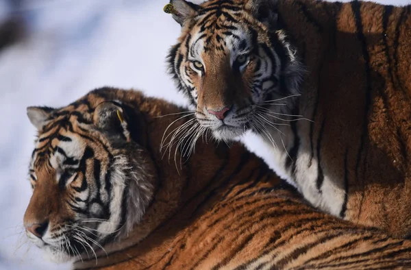 Les Gros Tigres Sibériens Jouent Dans Neige Dans Shenyang Tiger — Photo