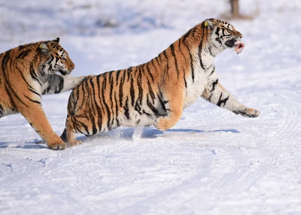 Tigres Siberianos Gordos Jogam Neve Parque Tigre Shenyang Cidade Shenyang — Fotografia de Stock