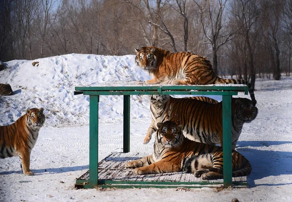 Fette Sibirische Tiger Spielen Schnee Shenyang Tiger Park Der Stadt — Stockfoto