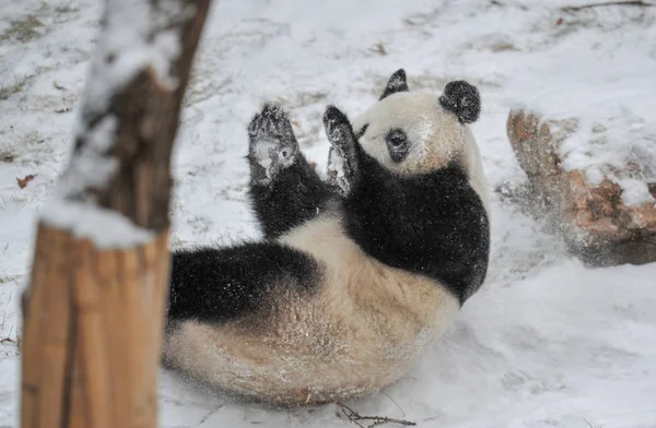 2018 日の中国北東部の遼寧省瀋陽市瀋陽森林動物園で雪の中で果たしているジャイアント パンダ — ストック写真