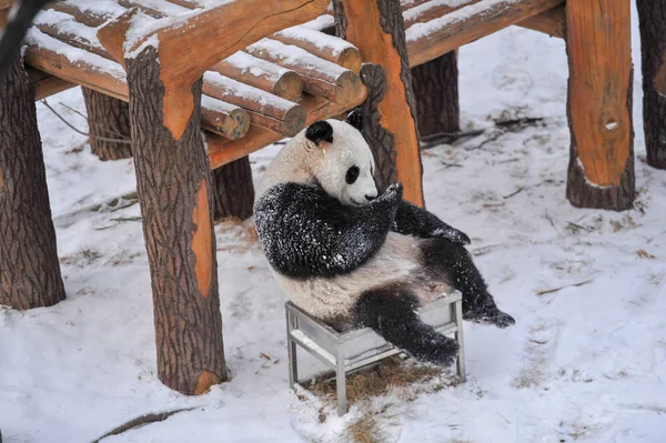 Panda Gigante Juega Nieve Jardín Zoológico Del Bosque Shenyang Ciudad — Foto de Stock