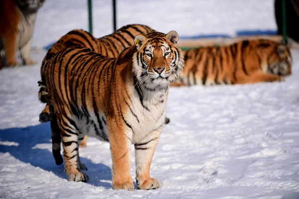 Una Tigre Siberiana Grassa Gioca Nella Neve Nel Parco Della — Foto Stock