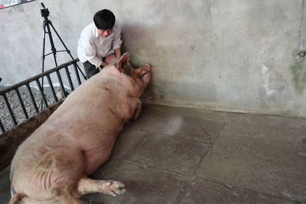 Cerdo Apodado Cerdo Voluntad Fuerte Que Sobrevivió Terremoto Wenchuan Magnitud —  Fotos de Stock