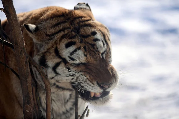 Gros Tigre Sibérien Joue Dans Neige Dans Parc Tigre Shenyang — Photo