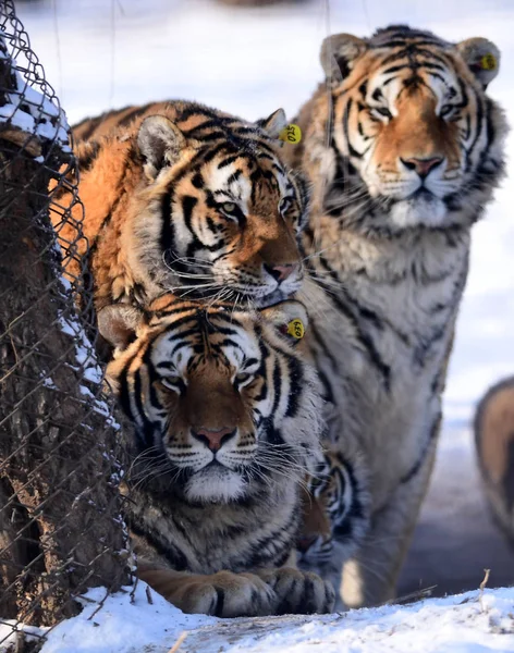 Fette Sibirische Tiger Spielen Schnee Shenyang Tiger Park Der Stadt — Stockfoto
