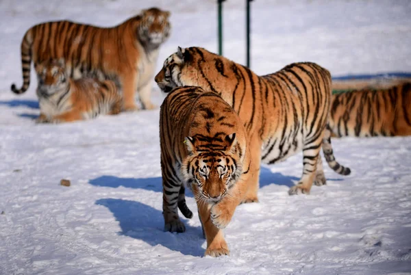 Tigres Siberianos Gordos Jogam Neve Parque Tigre Shenyang Cidade Shenyang — Fotografia de Stock