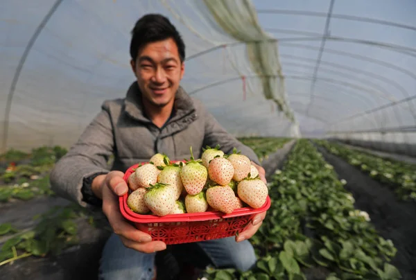 Chinese Customer Shows Blasket Pineberries Greenhouse Farm Cixi County Ningbo — Stock Photo, Image