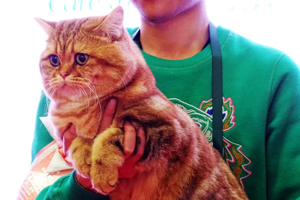 Gatto Esposto Durante Una Mostra Gatti Nella Città Wuhan Provincia — Foto Stock