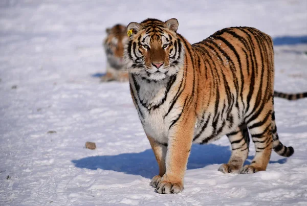 Gros Tigre Sibérien Joue Dans Neige Dans Parc Tigre Shenyang — Photo