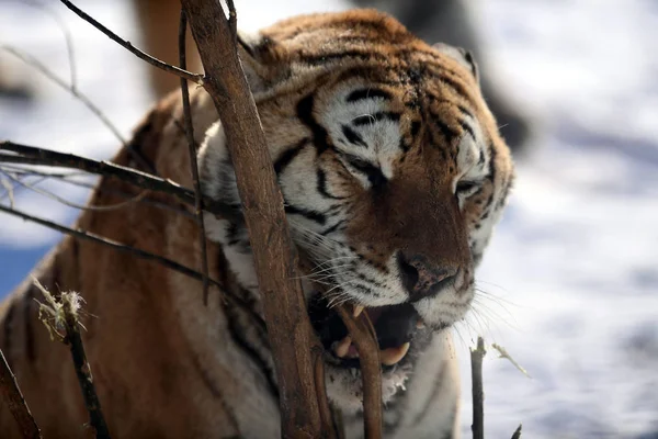 Gros Tigre Sibérien Joue Dans Neige Dans Parc Tigre Shenyang — Photo