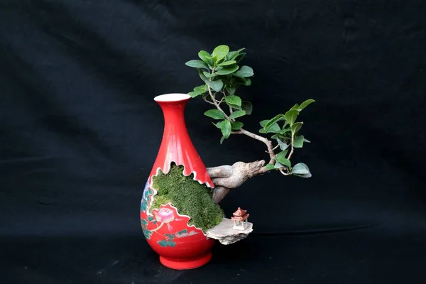 Vista Bonsai Porcelana Feita Pelo Artesão Chinês Anos Wenhua Cidade — Fotografia de Stock