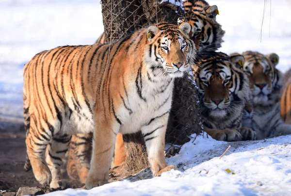 Les Gros Tigres Sibériens Jouent Dans Neige Dans Shenyang Tiger — Photo