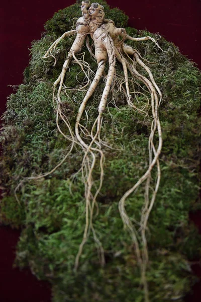 Single Wild Ginseng Root Regarded Largest One Its Kind World — Stock Photo, Image