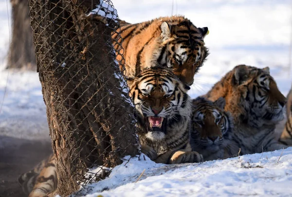 Ein Fetter Sibirischer Tiger Spielt Schnee Shenyang Tiger Park Der — Stockfoto