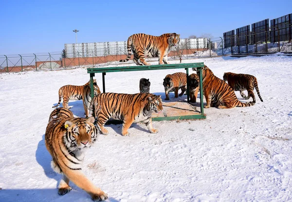 Fat Siberian tigers play in the snow in Shenyang Tiger Park of Shenyang city, northeast China Liaoning province, 11 January 2018