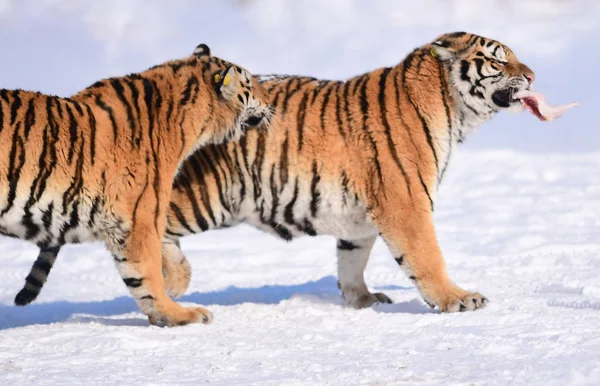 Tigres Siberianos Gordos Jogam Neve Parque Tigre Shenyang Cidade Shenyang — Fotografia de Stock