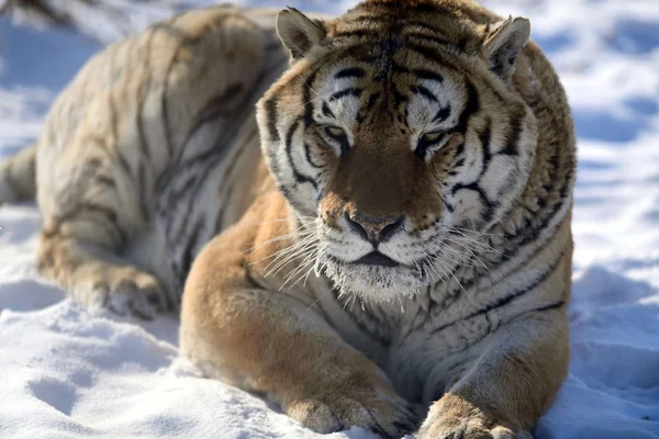 Una Tigre Siberiana Grassa Gioca Nella Neve Nel Parco Della — Foto Stock
