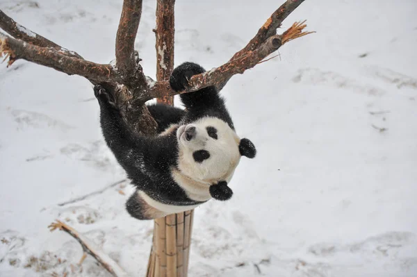 Ein Riesenpanda Spielt Schnee Shenyang Forest Zoological Garden Der Stadt — Stockfoto