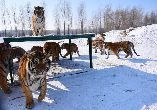 Fette Sibirische Tiger Spielen Schnee Shenyang Tiger Park Der Stadt — Stockfoto