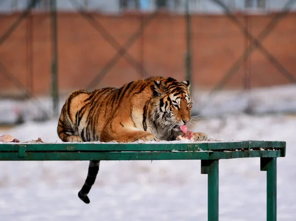 Una Tigre Siberiana Grassa Gioca Nella Neve Nel Parco Della — Foto Stock