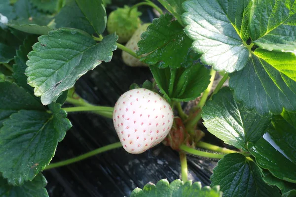 Cixi Ilçesinde Bir Çiftlikte Bir Sera Içinde Pineberries Görünümü Ningbo — Stok fotoğraf